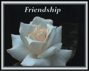 Rose and Friendship