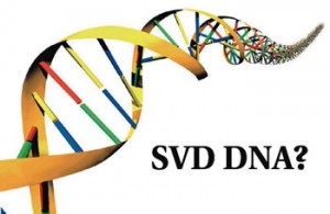 SVD DNA