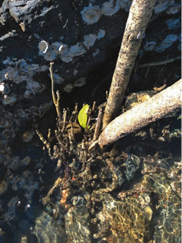 mangroveNewGrowth2