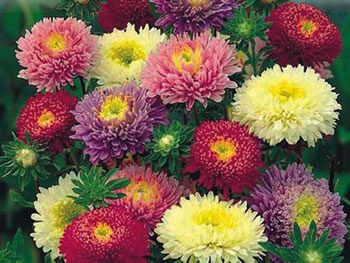 china-asters