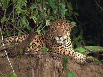 Jaguar in Manu National Park