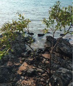Healed and healthy mangrove