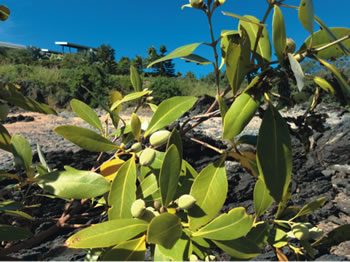 Mangrove bearing fruit