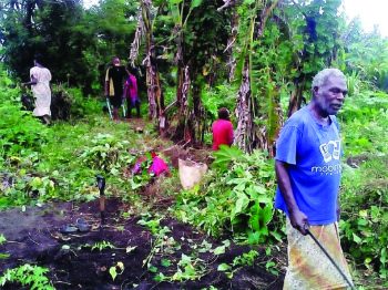 Tanna community garden